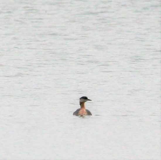 Red-necked Grebe - ML385340391