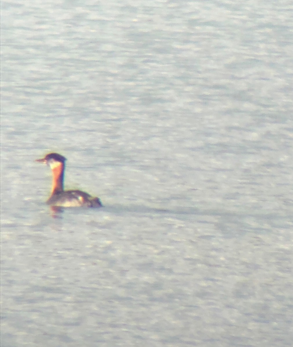 Red-necked Grebe - ML385340691