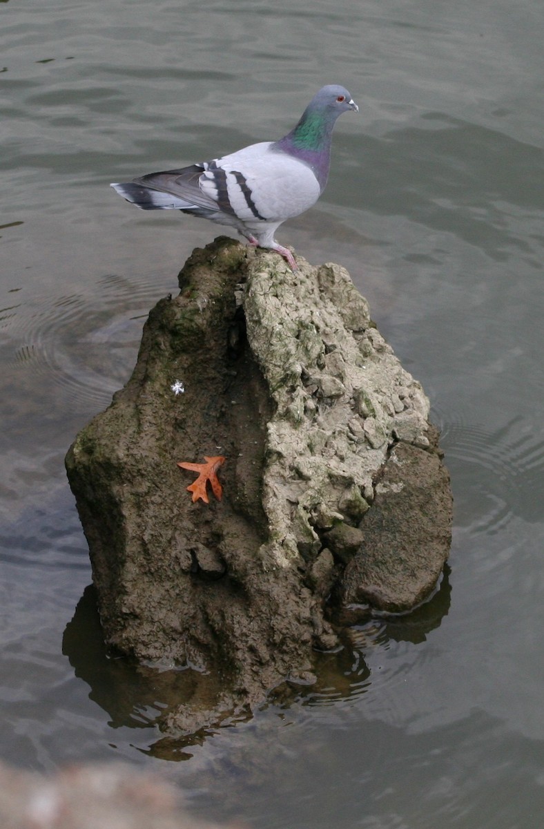 Rock Pigeon (Feral Pigeon) - ML385340781