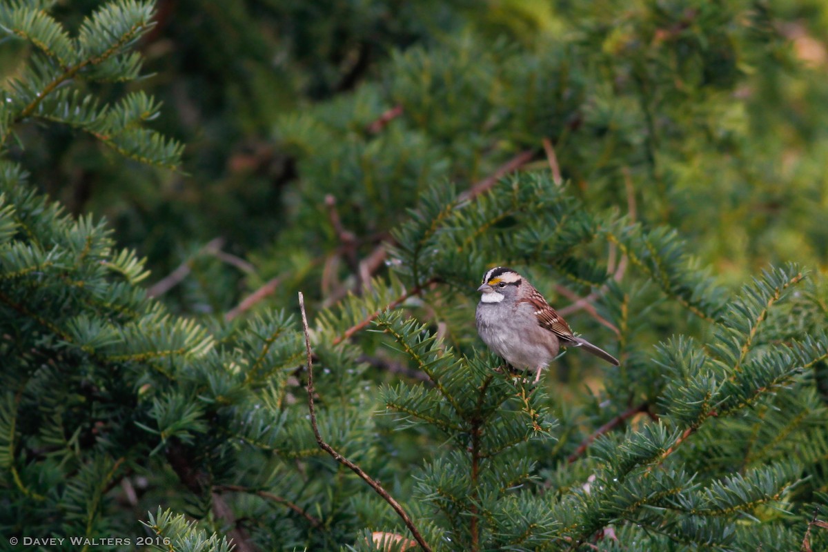 White-throated Sparrow - Davey Walters