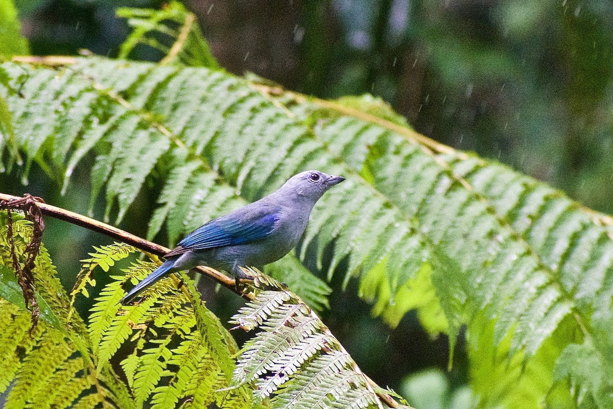 Blue-gray Tanager - ML385343771