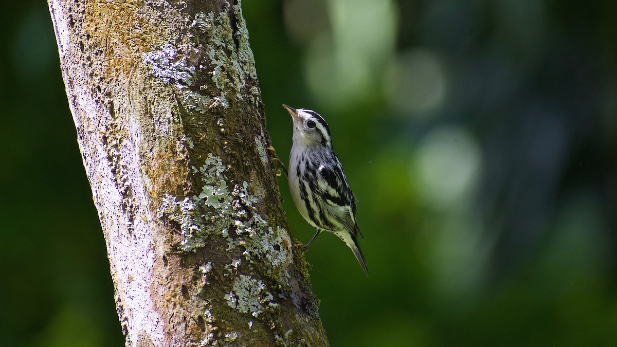 Black-and-white Warbler - ML385345131
