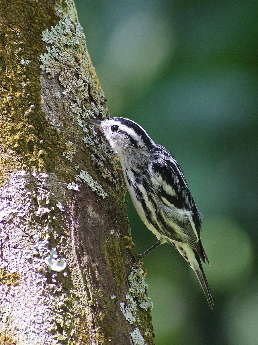 Black-and-white Warbler - ML385345651