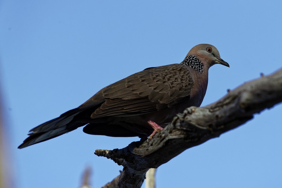 Spotted Dove - ML385350611
