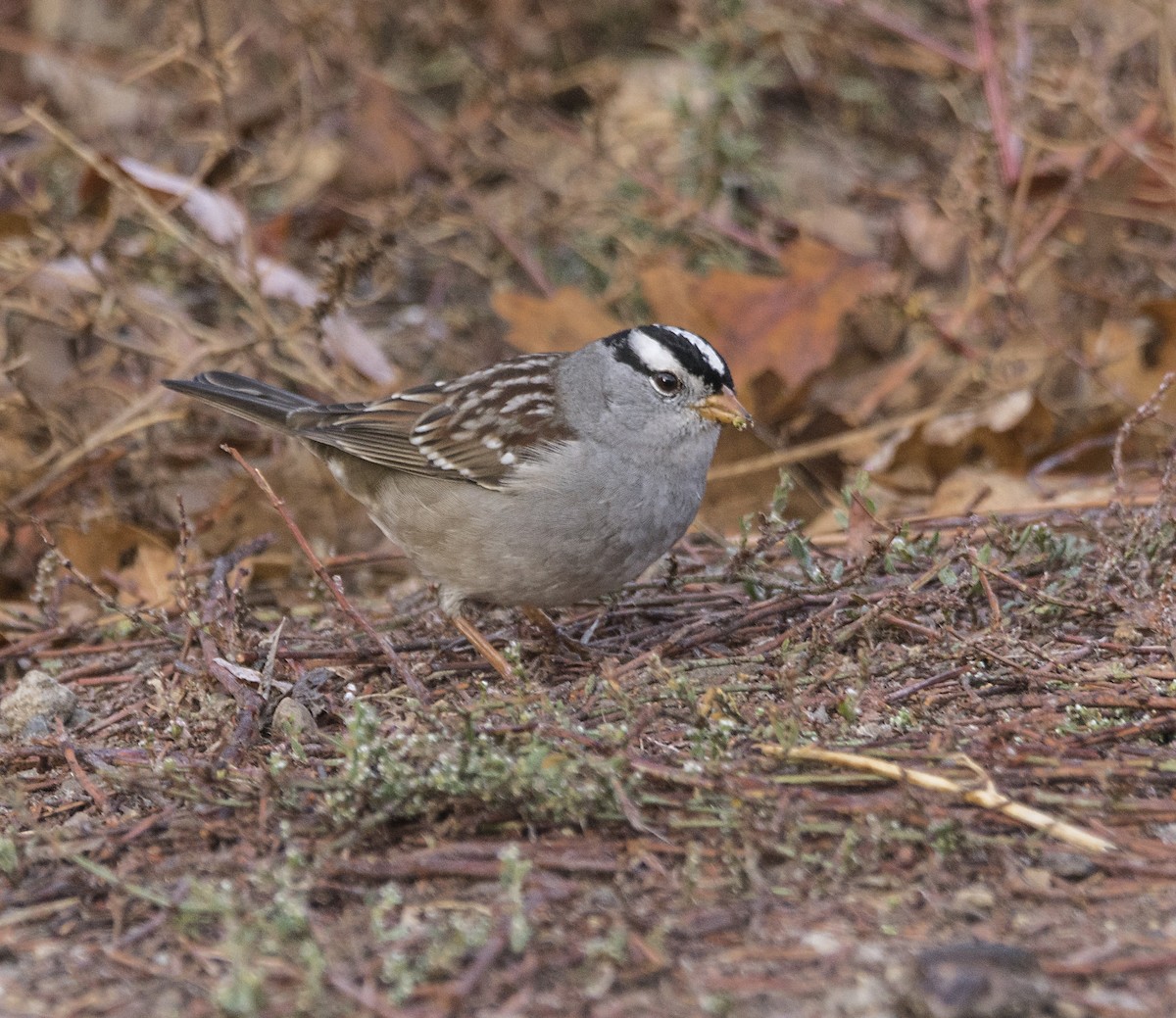 White-crowned Sparrow - Terry  Hurst