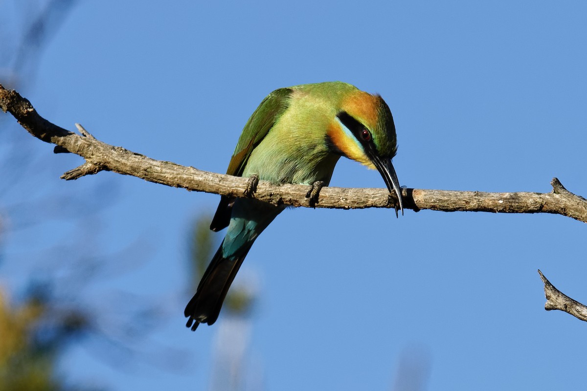 Rainbow Bee-eater - Anonymous