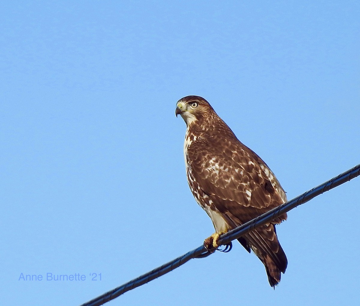 Red-tailed Hawk - ML385365161