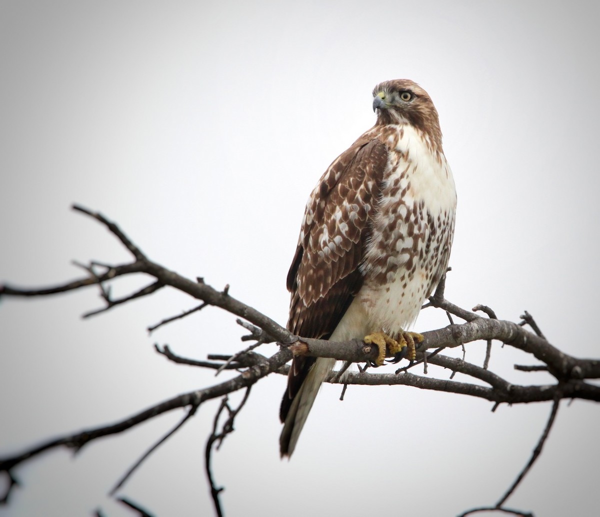 Red-tailed Hawk - ML385366901