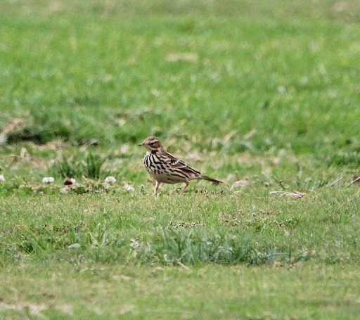 Red-throated Pipit - ML385366981