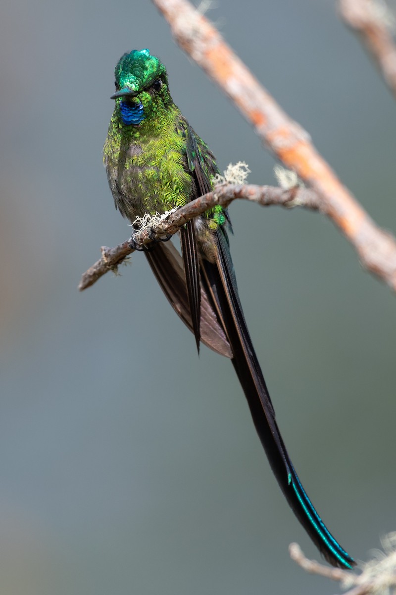Long-tailed Sylph - ML385367571