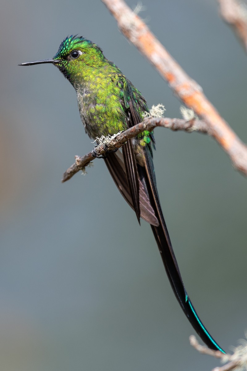 Long-tailed Sylph - ML385367581