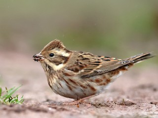  - Rustic Bunting