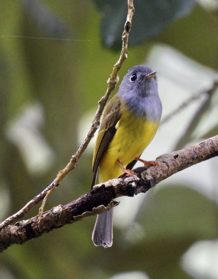 Gray-headed Canary-Flycatcher - ML385374831