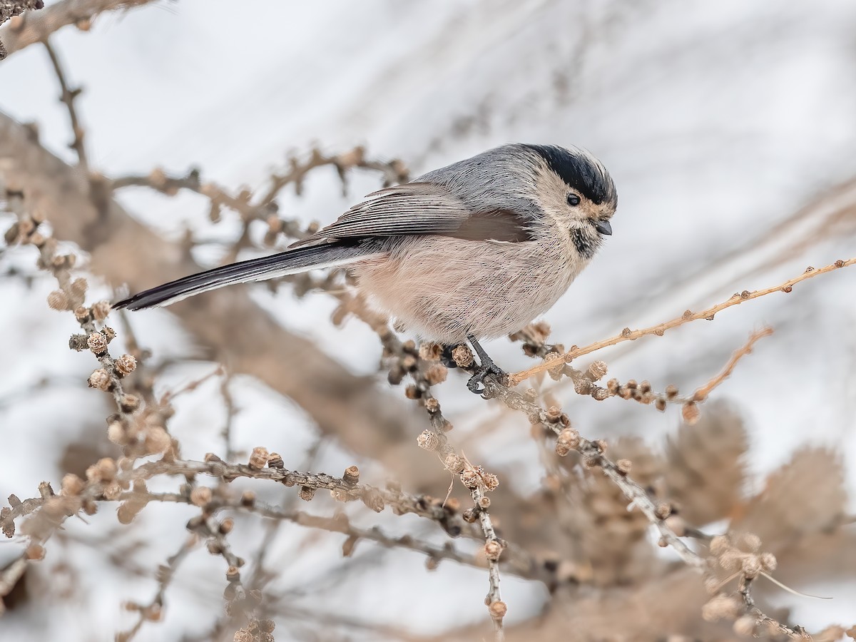 Orite à longue queue - eBird