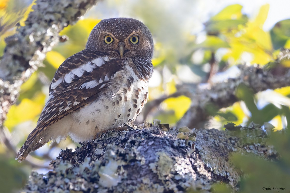 African Barred Owlet - ML385381891