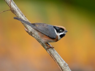  - Black-throated Tit (Black-throated)