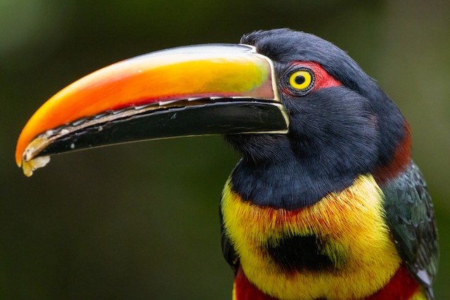 Fiery-billed Aracari - eBird