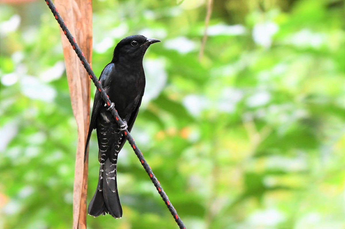 Square-tailed Drongo-Cuckoo - ML385385371