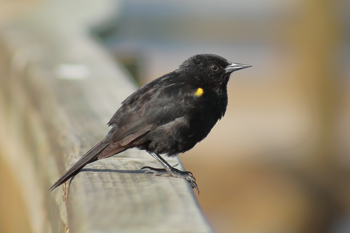 Yellow-winged Blackbird - ML385385461