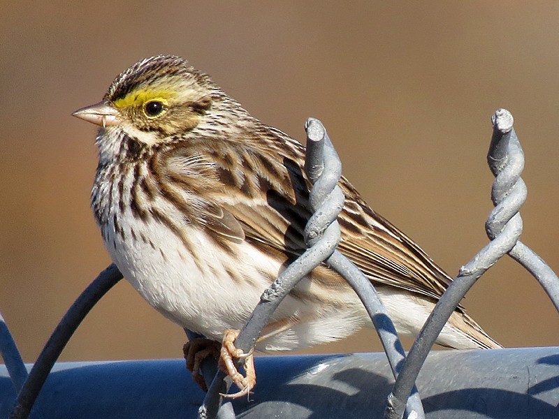 Savannah Sparrow - wendy wright