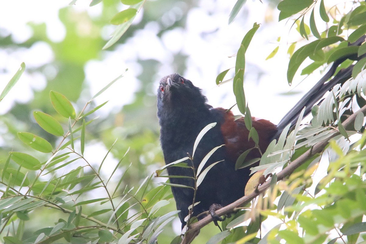 Greater Coucal - ML385387271