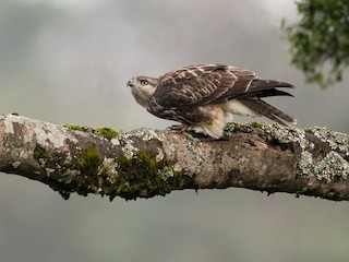  - Mountain Buzzard