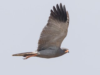  - Dark Chanting-Goshawk