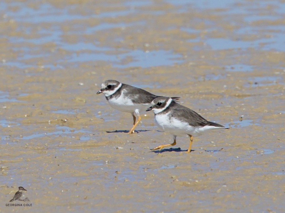 Common Ringed Plover - ML385389791