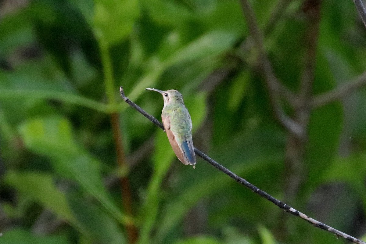 Blue-tailed Emerald - ML385390431