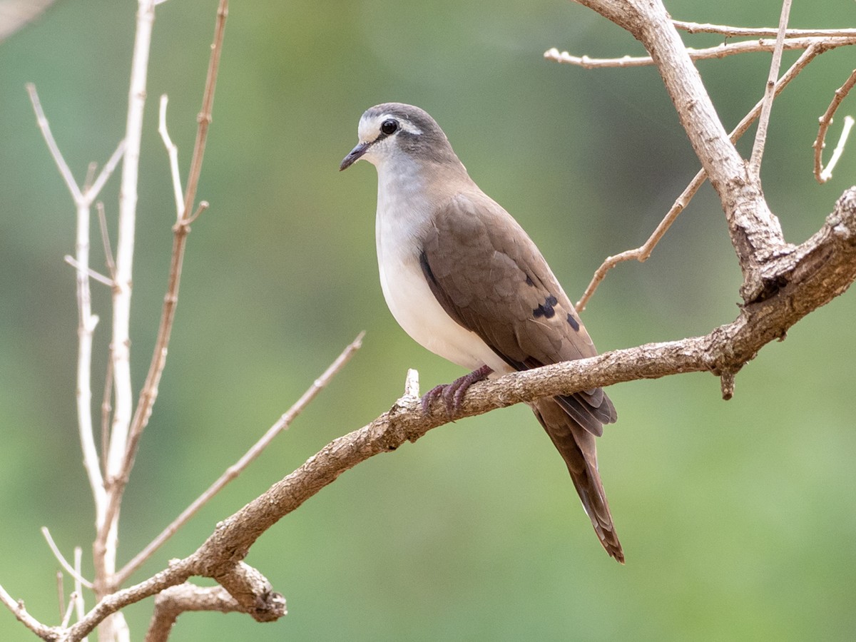 Tambourine Dove Turtur tympanistria Birds of the World
