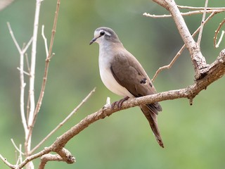  - Tambourine Dove