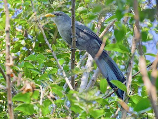  - Green Malkoha