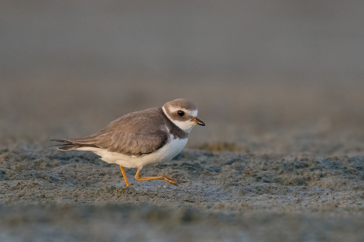 Semipalmated Plover - ML385395461