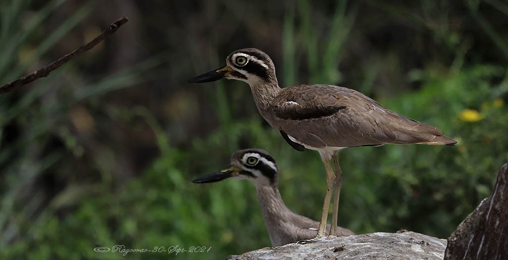 Great Thick-knee - ML385397751