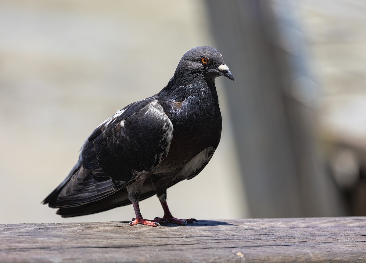 Rock Pigeon (Feral Pigeon) - Jill Duncan &  Ken Bissett