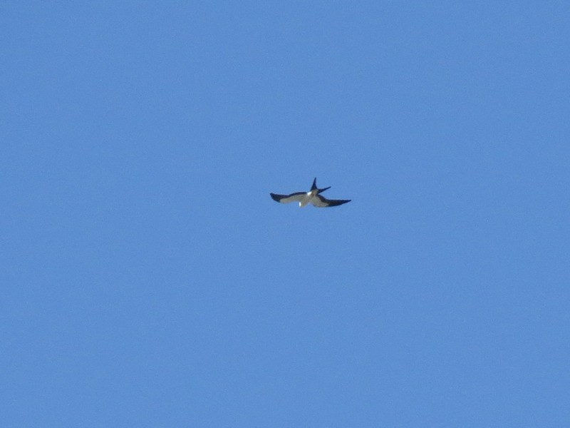 Swallow-tailed Kite - wendy wright
