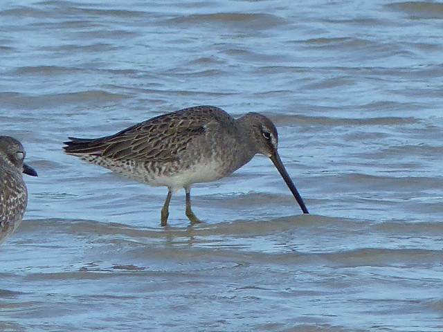 Long-billed Dowitcher - Ron Smith