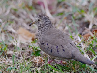 Common Ground Dove, ML38540431