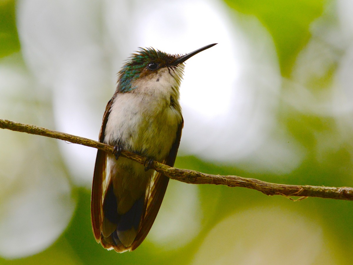 Antillean Crested Hummingbird - Alan Van Norman
