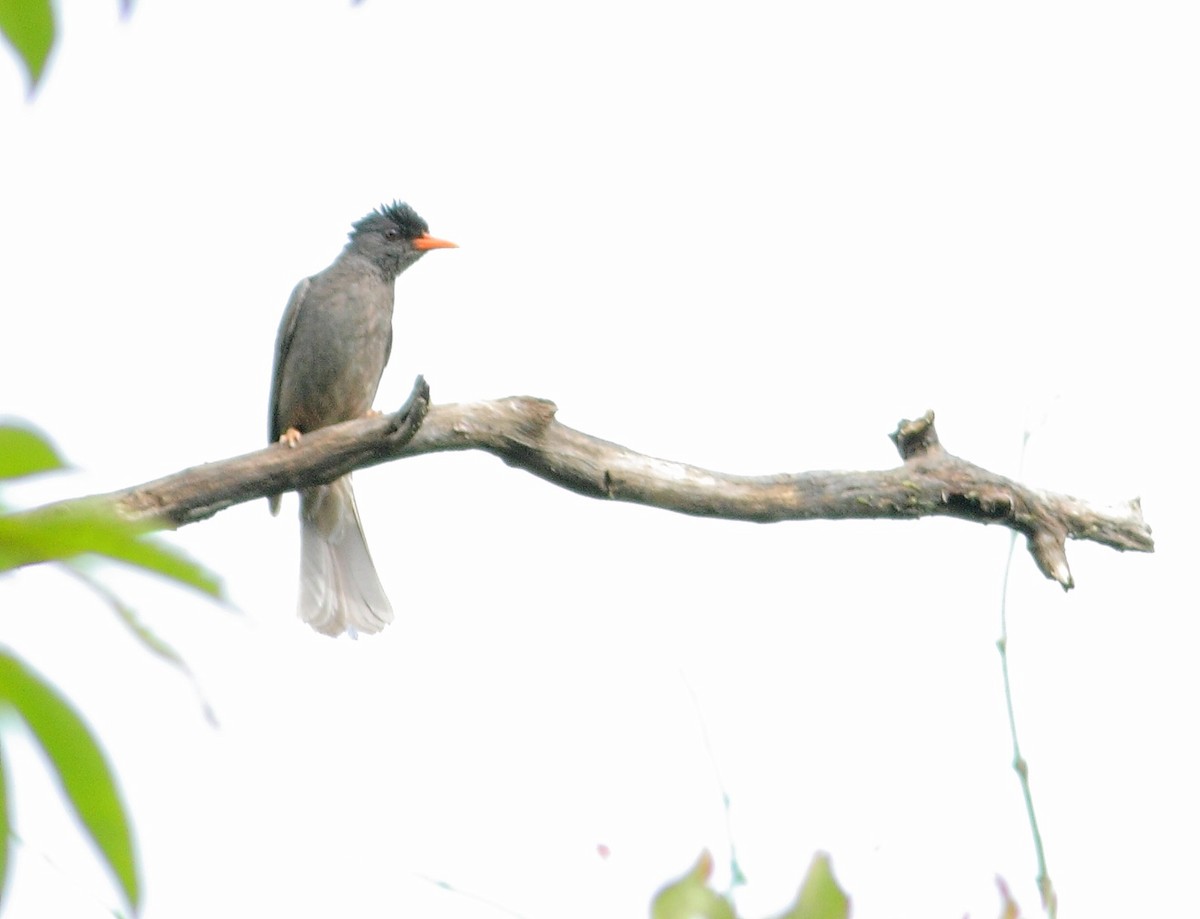 Square-tailed Bulbul (Indian) - ML385409901