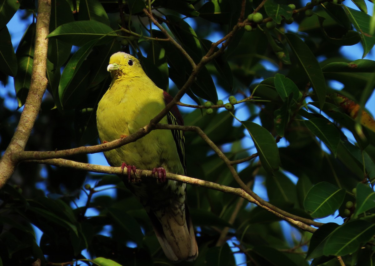 Sri Lanka Green-Pigeon - ML385411591