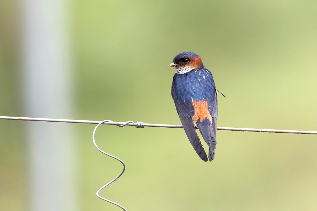Red-rumped Swallow - ML385421301