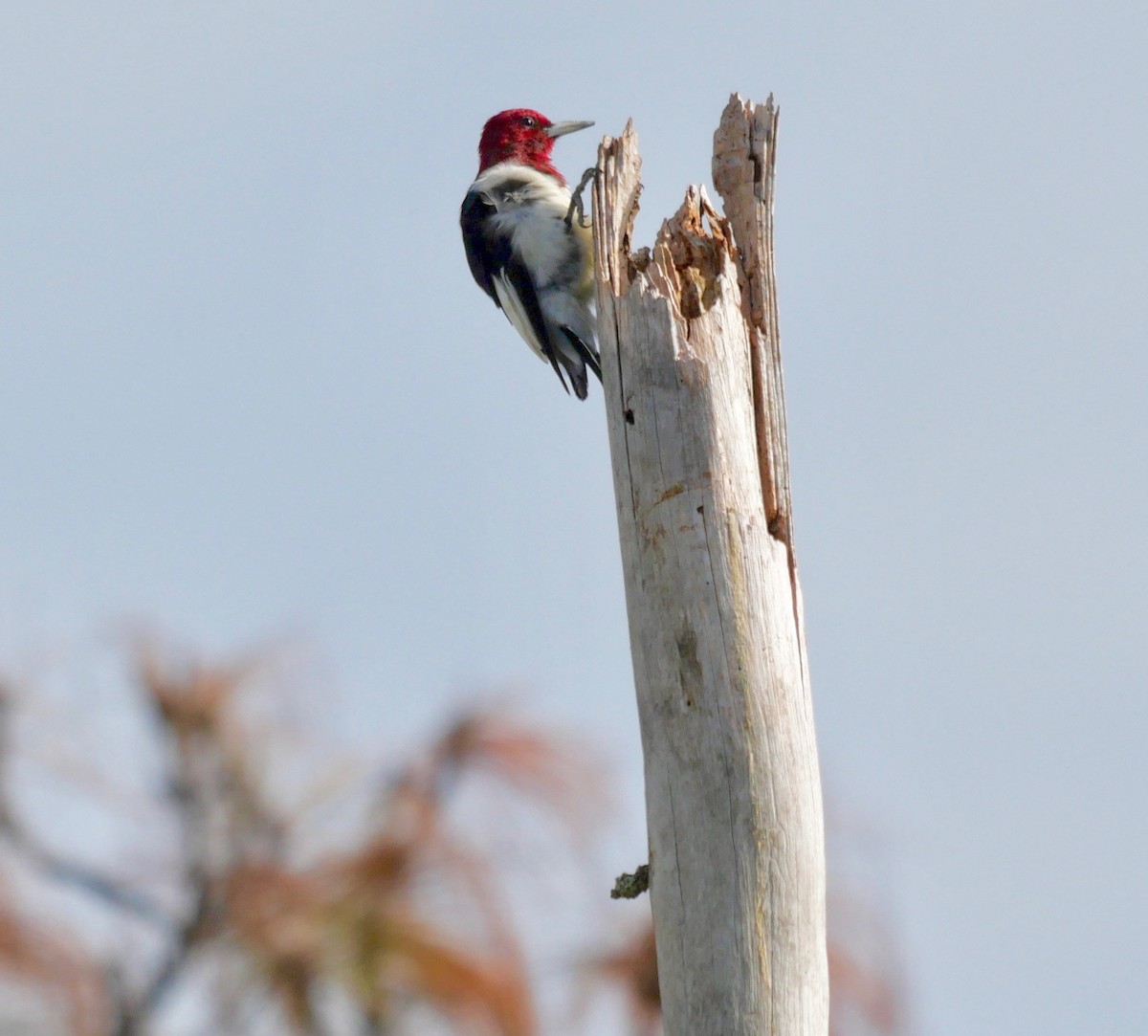 Red-headed Woodpecker - ML385427731
