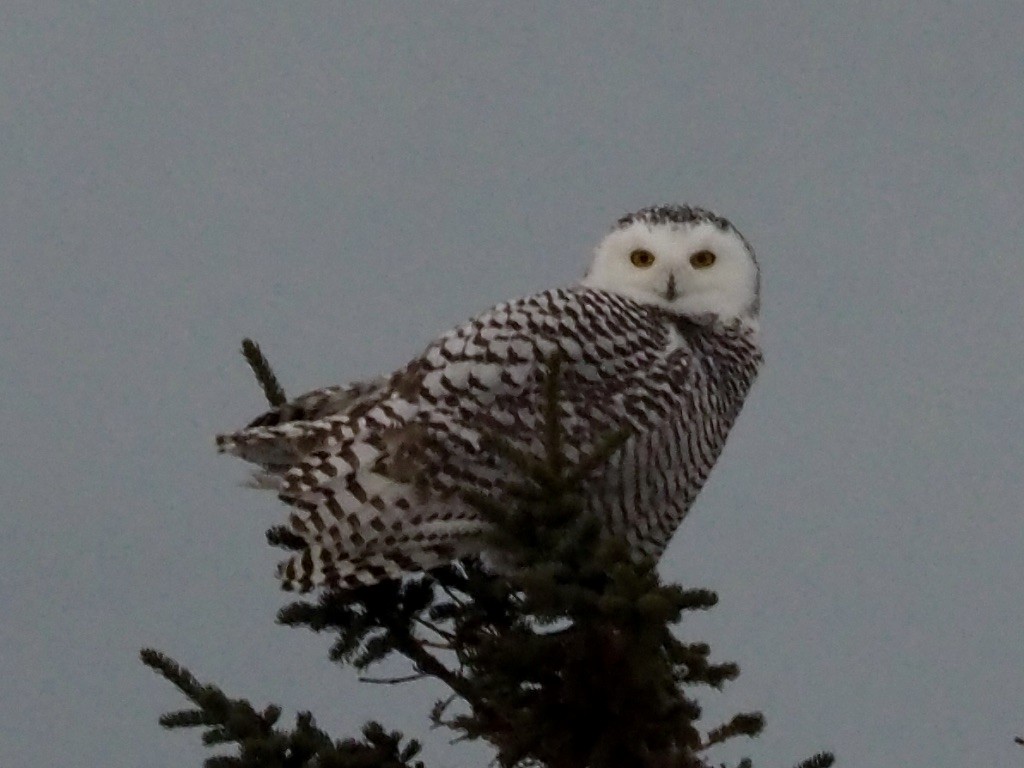 Snowy Owl - ML385429561