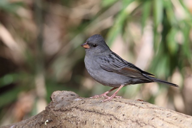 クロジ Ebird