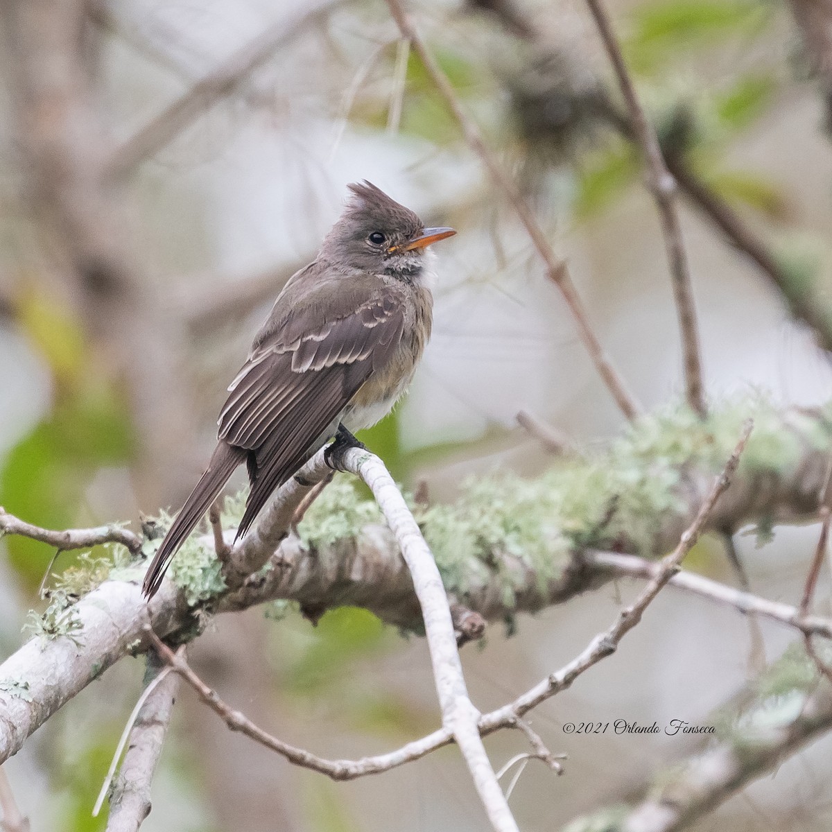 Greater Pewee - ML385432941