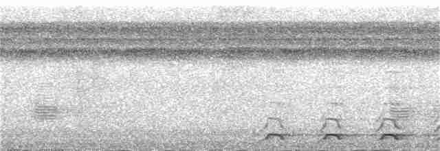 Black-tailed Trogon - ML385434981