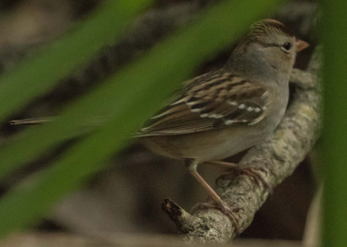 White-crowned Sparrow - Randy Harrod