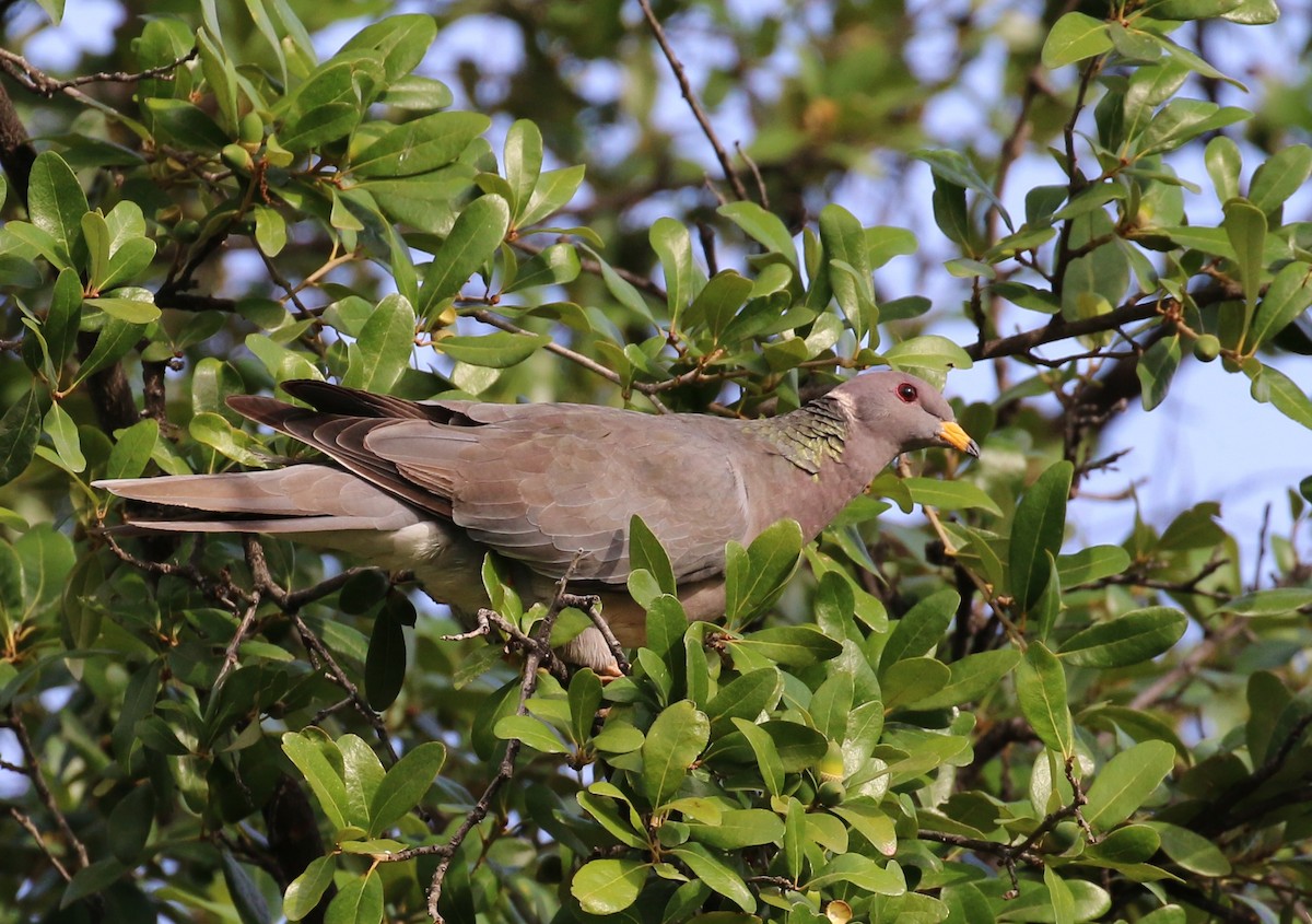 Band-tailed Pigeon - ML38546351