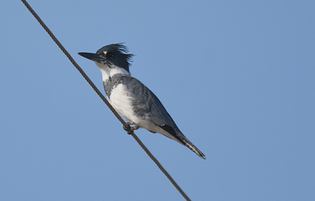 Belted Kingfisher - ML38546631